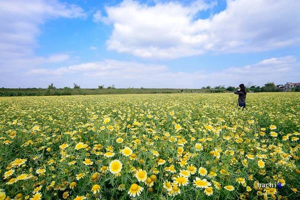 Chỉ cách trung tâm thủ đô Hà Nội chừng 8 km, cứ đến độ cuối đông là những cánh đồng cải cúc tại vùng ngoại ô lại nở hoa rực rỡ.