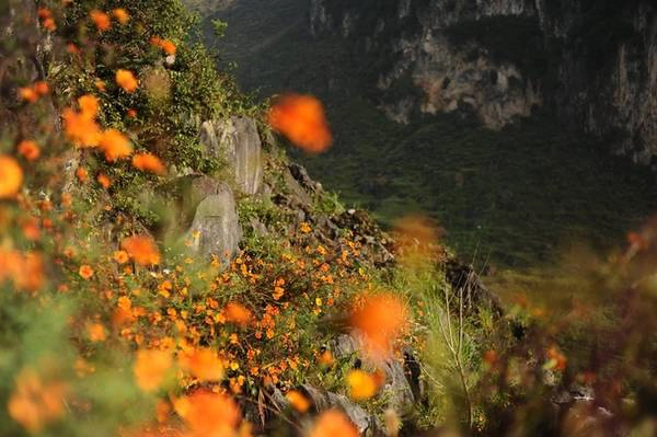 Hoa màu cam đặc trưng rẻo cao, mọc thành bụi, cánh mỏng manh đung đưa trong gió. Vì mọc dại ven đường nên lưu ý khi chụp hình cỏ may có thể bám đầy áo quần.