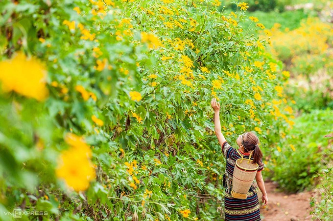 Nữ du khách trong trang phục của người dân tộc vùng Tây Nguyên tạo dáng bên những con đường hoa dã quỳ.