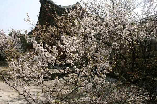 Hoa đào bung nở trong hoàng cung Seoul - Ảnh: Trân Duy Hoa đào bung nở trong hoàng cung Seoul - Ảnh: Trân Duy