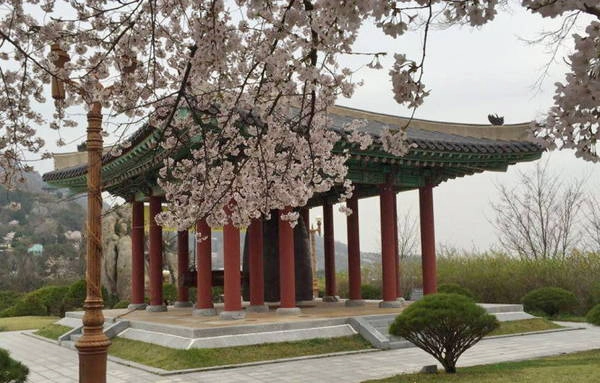 Hoa đào ở thành phố Mokpo - Ảnh Hiếu Ngọc Châu Hoa đào ở thành phố Mokpo - Ảnh Hiếu Ngọc Châu