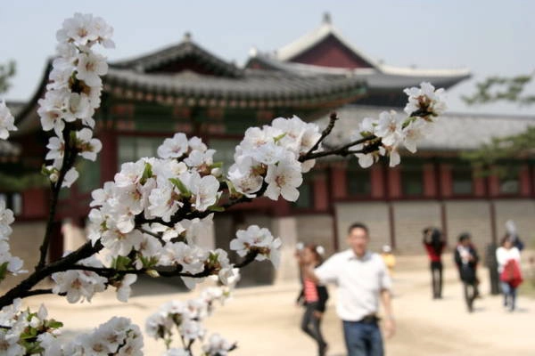 Hoa đào trong khu vực hoàng cung Seoul - Ảnh: Trân Duy Hoa đào trong khu vực hoàng cung Seoul - Ảnh: Trân Duy