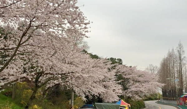Một con đường mùa xuân phủ đầy hoa đào - Ảnh: Kim TeaYoung Một con đường mùa xuân phủ đầy hoa đào - Ảnh: Kim TeaYoung
