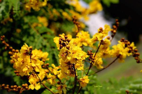 Hoa điệp vàng thường nở từ tháng 5 đến tháng 8 Dương lịch, tuy nhiên năm nay hoa nở sớm hơn. Hoa điệp vàng thường nở từ tháng 5 đến tháng 8 Dương lịch, tuy nhiên năm nay hoa nở sớm hơn.