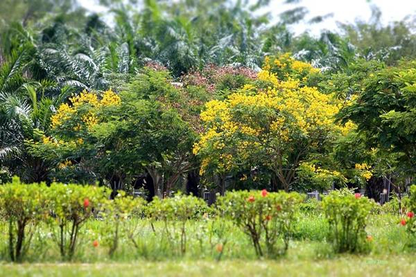 Hoa điệp vàng không quá đẹp, không quá mộng mơ, nhưng vẫn đong đầy nỗi nhớ. Hoa điệp vàng không quá đẹp, không quá mộng mơ, nhưng vẫn đong đầy nỗi nhớ.