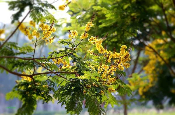 Loài hoa có màu của nắng ngọt ngào rải theo từng bước chân. Loài hoa có màu của nắng ngọt ngào rải theo từng bước chân.