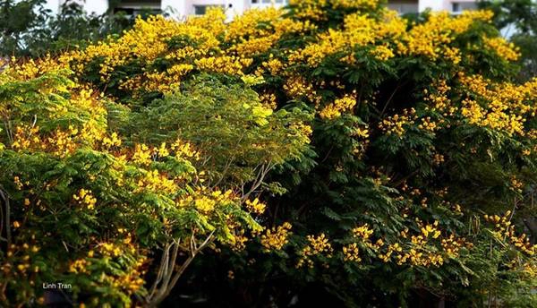 Hoa điệp vàng chỉ nở rộ duy nhất một lần trong năm, vào thời điểm giao mùa, giữa mùa khô và mùa mưa, cũng là thời kỳ được coi là khó chịu nhất và khắc nghiệt nhất trong năm. Hoa điệp vàng chỉ nở rộ duy nhất một lần trong năm, vào thời điểm giao mùa, giữa mùa khô và mùa mưa, cũng là thời kỳ được coi là khó chịu nhất và khắc nghiệt nhất trong năm.