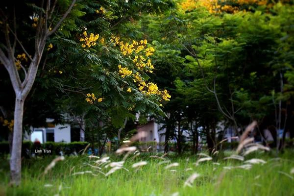Hoa điệp vàng có đặc điểm là rất dễ rụng. Loài hoa nhạy cảm với ngay cả những con gió thoảng qua... Hoa điệp vàng có đặc điểm là rất dễ rụng. Loài hoa nhạy cảm với ngay cả những con gió thoảng qua...