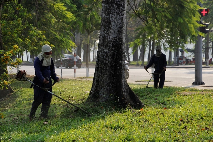 Bốn cây hoa gạo trồng ở đường Lê Duẩn được nhân viên cây xanh chăm sóc kỹ lưỡng, cắt bớt cỏ mọc ở phía xung quanh gốc cây.