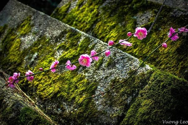 Có nhiều cách để nhận diện hoa mận và anh đào nhưng tôi thường phân biệt dựa vào hai đặc điểm: hình dạng cánh hoa và vị trí hoa nở trên cành. Có nhiều cách để nhận diện hoa mận và anh đào nhưng tôi thường phân biệt dựa vào hai đặc điểm: hình dạng cánh hoa và vị trí hoa nở trên cành.