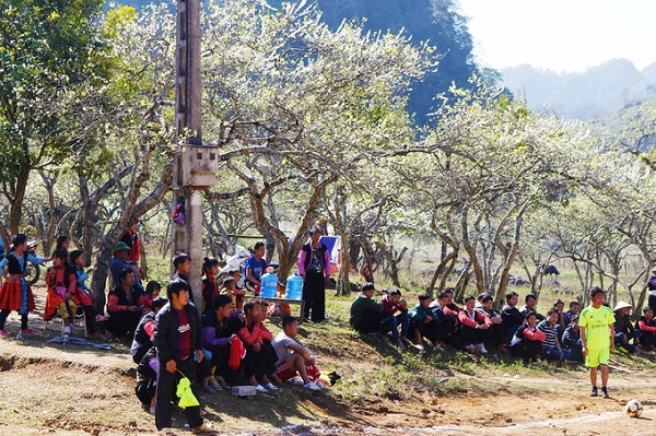 Bãi đất dưới những gốc mận thường được thanh niên bản làng tổ chức các hoạt động thể thao.