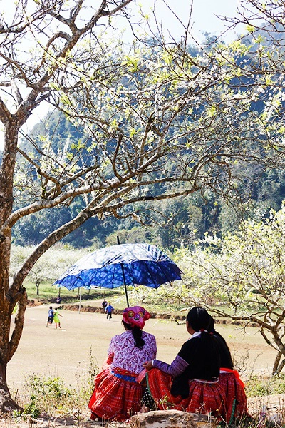 Nguyễn Hồng Ngọc (Hà Nội) cho biết, năm nào cô cũng tranh thủ thời gian để lên Mộc Châu ngắm hoa. "Mình rất thích hoa mận và luôn có cảm giác nhẹ nhàng khi đứng nhìn chúng. Nhiều năm qua, năm nào mình cũng cùng nhóm bạn đến đây để tham quan, chụp hình", Ngọc chia sẻ.