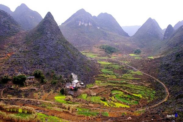 Mùa xuân ở Thài Phìn Tủng, bên cạnh những núi đá tai mèo tháp kim sừng sững còn có thêm các nương ruộng tỏa sắc rực rỡ khiến khung cảnh khác lạ đến vô thường.