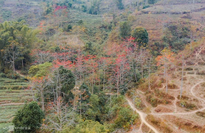 Vạt hoa gạo nở dọc triền nương. Ngoài sắc đỏ đặc trưng, nhiều cây gạo tại đây còn có màu cam. Theo người dân địa phương, năm nay hoa gạo ở Hà Giang nở nhiều và đẹp hơn các năm trước. Khắp núi rừng Hà Giang, đâu đâu cũng thấy màu hoa gạo.  Khu vực nhiều hoa gạo nhất là đoạn đường từ thị trấn Yên Minh lên xã Mậu Duệ. Địa điểm thứ hai có thể ngắm hoa gạo là ven dòng sông Nho Quế và đoạn đường từ xã Cán Tỷ đến xã Đông Hà, huyện Quản Bạ.