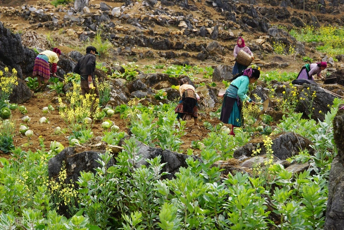 Anh Nguyễn Văn Trãi, giám đốc một công ty du lịch địa phương cho biết, mùa hoa gạo thu hút khách du lịch nhiều do thời tiết đẹp, một phần đây cũng là mùa làm nương, phù hợp để trải nghiệm văn hoá cùng các dân tộc tại đây. Trong đó, người Mông có số dân đông nhất trong tỉnh Hà Giang, nổi tiếng với truyền thống canh tác trên nương đá.