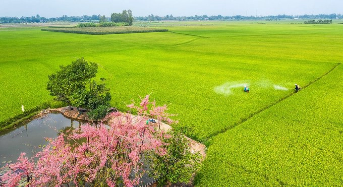 Hoa ô môi còn được biết đến với cái tên “hoa anh đào miền Tây” có nguồn gốc từ Nam Mỹ. Cây ô môi có thân gỗ cao 10 - 20 m, thích hợp với thổ nhưỡng miền Tây Nam Bộ nên được trồng làm cảnh và lấy bóng mát. Ảnh chụp cánh đồng quê được tô điểm sắc hồng hoa ô môi tại Tân Châu, An Giang. Ảnh: Huỳnh Phúc Hậu.