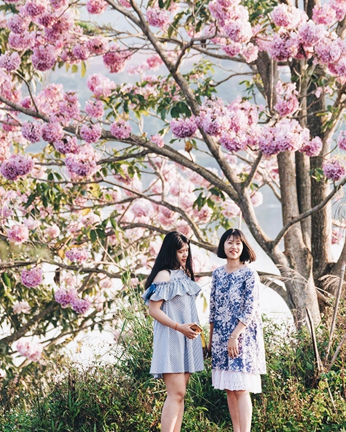 Hoa phấn hồng còn được nhiều người gọi là hoa kèn hồng. Đây là loại cây thân gỗ, chiều cao trung bình 10 – 15 m. Hoa khi nở có màu hồng phấn bắt mắt. Hiện giống cây này tại Bảo Lộc đã trụi lá, khoe những chùm hoa màu hồng nhạt phủ kín tán cây. Ảnh: Phương Anh. Hoa phấn hồng còn được nhiều người gọi là hoa kèn hồng. Đây là loại cây thân gỗ, chiều cao trung bình 10 – 15 m. Hoa khi nở có màu hồng phấn bắt mắt. Hiện giống cây này tại Bảo Lộc đã trụi lá, khoe những chùm hoa màu hồng nhạt phủ kín tán cây. Ảnh: Phương Anh.