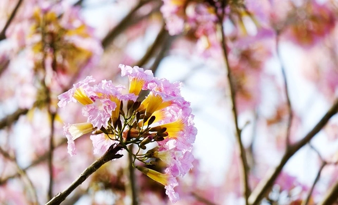 Giống hoa này có nguồn gốc từ châu Mỹ, thuộc họ Đinh, có tên khoa học là Tabebuia Rosea. Cây mọc tán hình dù và hoa có hình chuông khi nở bung, mọc thành từng chùm. Ảnh: Lê Hoàng. Giống hoa này có nguồn gốc từ châu Mỹ, thuộc họ Đinh, có tên khoa học là Tabebuia Rosea. Cây mọc tán hình dù và hoa có hình chuông khi nở bung, mọc thành từng chùm. Ảnh: Lê Hoàng.