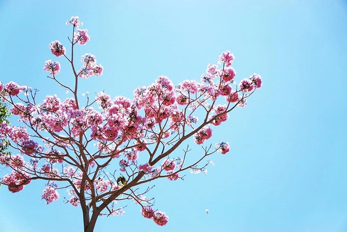 Thông thường, lá cây sẽ rụng khi hoa nở nên bạn chỉ nhìn thấy những chùm hoa khoe sắc trên nền trời xanh ngắt. Cây còn cho quả hình trụ, bên trong có hạt dùng để nhân giống. Ảnh: Uyên Bùi. Thông thường, lá cây sẽ rụng khi hoa nở nên bạn chỉ nhìn thấy những chùm hoa khoe sắc trên nền trời xanh ngắt. Cây còn cho quả hình trụ, bên trong có hạt dùng để nhân giống. Ảnh: Uyên Bùi.