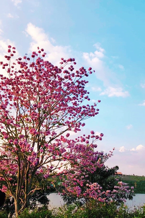 Nếu muốn ngắm loài hoa này, bạn có thể đến các tuyến đường như: Lý Thái Tổ, Bùi Thị Xuân, Kim Đồng, Nguyễn Công Trứ, Quốc lộ 20, Lý Thường Kiệt… hoặc Công viên hồ thượng lưu Đồng Nai, khu vực phía Đông hồ Nam Phương. Hiện toàn thành phố có hơn 2.000 cây hoa phấn hồng. Ảnh: Kang Angle. Nếu muốn ngắm loài hoa này, bạn có thể đến các tuyến đường như: Lý Thái Tổ, Bùi Thị Xuân, Kim Đồng, Nguyễn Công Trứ, Quốc lộ 20, Lý Thường Kiệt… hoặc Công viên hồ thượng lưu Đồng Nai, khu vực phía Đông hồ Nam Phương. Hiện toàn thành phố có hơn 2.000 cây hoa phấn hồng. Ảnh: Kang Angle.