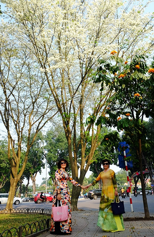 Cô Hà (trái) và bạn đã nghỉ hưu, là những người yêu hoa sống ở Hà Nội. Do tình cờ thấy hoa nở trắng ở góc đường, cô Hà hẹn bạn bè, dành thời gian diện chiếc áo dài ưa thích để chụp lưu niệm với mùa hoa sưa năm nay.