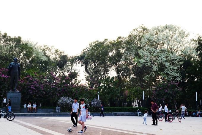 Xung quanh tượng đài trong công viên Lenin, bạn cũng tìm thấy nhiều cây sưa đang rộ nở, xen lẫn những cây hoa ban tím, nếu đi trên đường Điện Biên Phủ.