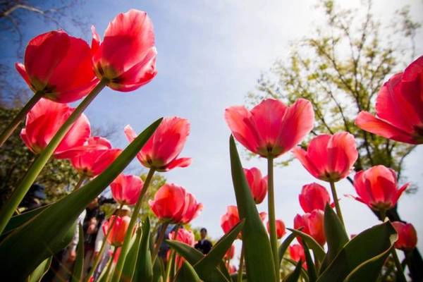 Mùa hoa tulip ở công viên Showa Kinen Koen - Ảnh: Phan An Mùa hoa tulip ở công viên Showa Kinen Koen - Ảnh: Phan An