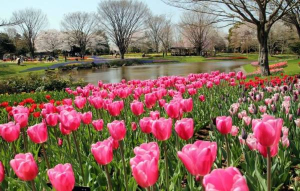 Hoa tulip ở công viên Showa Kinen Koen - Ảnh: Phan An Hoa tulip ở công viên Showa Kinen Koen - Ảnh: Phan An