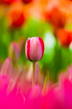 Hoa tulip đỏ hồng - Ảnh: Phan An Hoa tulip đỏ hồng - Ảnh: Phan An