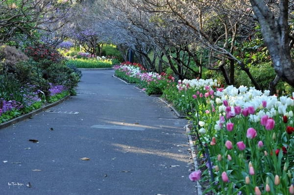 Hoa tulip và mùa xuân ở Sydney - Ảnh: N.N.TUẤN