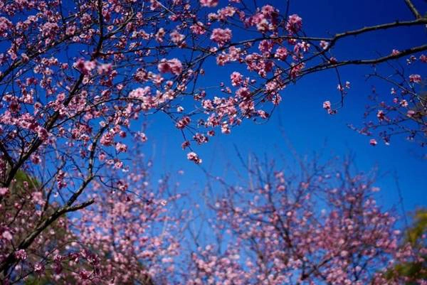 Hoa đào ở Vườn Nhật (Japanese Gardens), cách Sydney khoảng một giờ lái xe về phía tây - Ảnh: N.N.TUẤN Mùa hoa tulip ở xứ sở chuột túi 