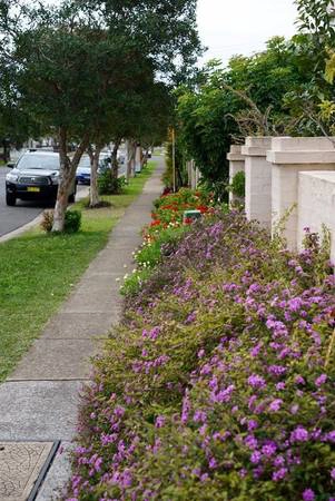  Hoa ở ven đường ở New South Wales - Ảnh: N.N.TUẤN