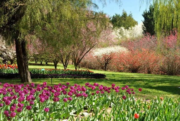 Hoa tulip khoe sắc cùng muôn hoa ở Top Gardens - Ảnh: N.N.TUẤN