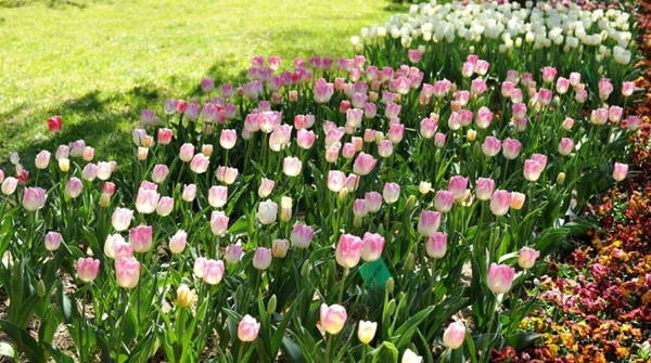 Một thảm hoa tulip ở Top Gardens - Ảnh: N.N.TUẤN