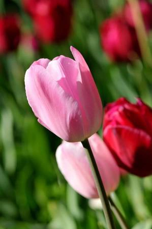 Không chỉ có màu nguyên thủy, các nhà trồng hoa còn lai tạo ra những sắc màu hoa khác nhau - Ảnh: N.N.TUẤN Mùa hoa tulip ở xứ sở chuột túi 