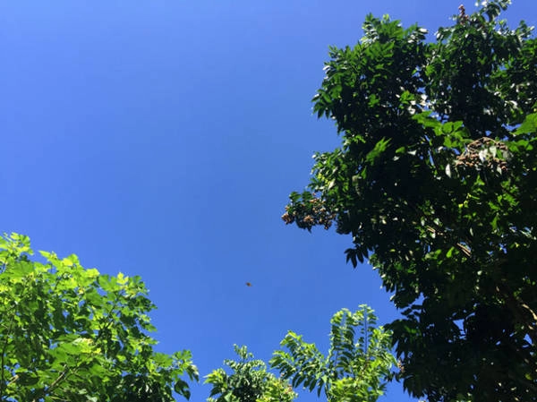 Cây hồng bì in trên nền trời - Ảnh: Băng Giang