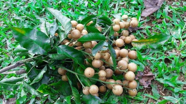 Chùm quất hồng bì vừa mới hái - Ảnh: V.N.A.