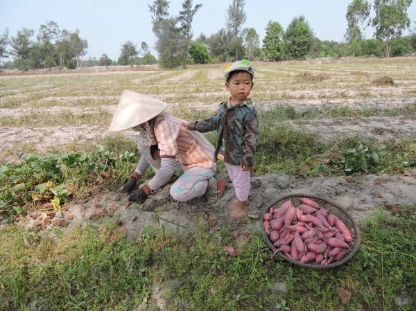 Em bé theo mẹ đi bới khoai trong mùa thu hoạch - Ảnh: T.Ly Em bé theo mẹ đi bới khoai trong mùa thu hoạch - Ảnh: T.Ly