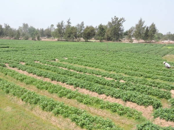 Những cánh đồng khoai lang xanh mướt - hình ảnh thanh bình nơi vùng quê đất cát xứ Quảng - Ảnh: T.Ly Những cánh đồng khoai lang xanh mướt - hình ảnh thanh bình nơi vùng quê đất cát xứ Quảng - Ảnh: T.Ly