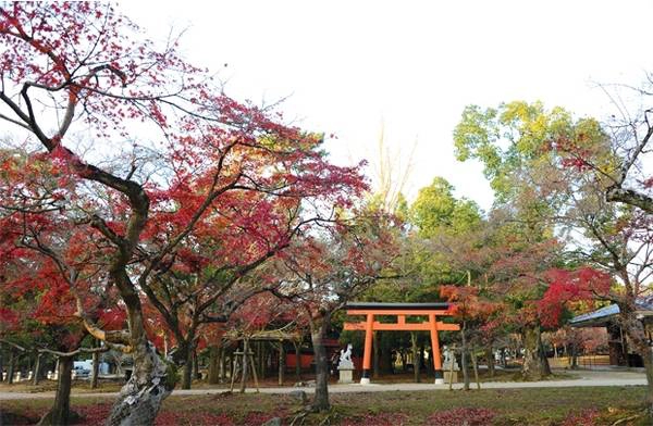 Vẻ đẹp mong manh của lá phong khi vào mùa Momiji - Ảnh: Nguyễn Đình Vẻ đẹp mong manh của lá phong khi vào mùa Momiji - Ảnh: Nguyễn Đình
