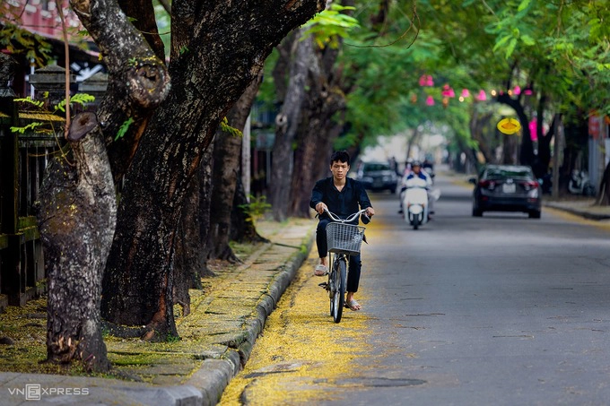 Lá vàng rơi phủ kín vỉa hè đường Phan Bội Châu, cạnh bên Trường Quốc học Huế.