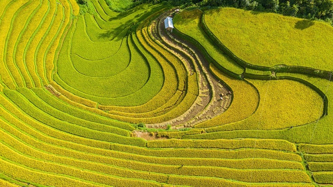 Ruộng bậc thang chín vàng ở xã Mồ Dề, huyện Mù Cang Chải uốn lượn bên nếp nhà tạo nên khung hình đẹp như tranh vẽ.