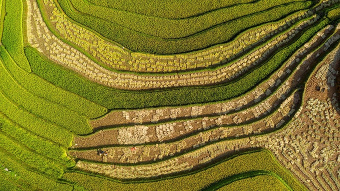 Những thửa ruộng ở Sáng Nhù trong mùa gặt.