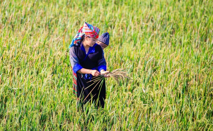 Người mẹ địu con trên ruộng bậc thang. Những người dân tộc tại đây cũng thường được các nhiếp ảnh gia nhờ hoặc thuê để tạo dáng chụp ảnh giữa khung cảnh mùa vàng.