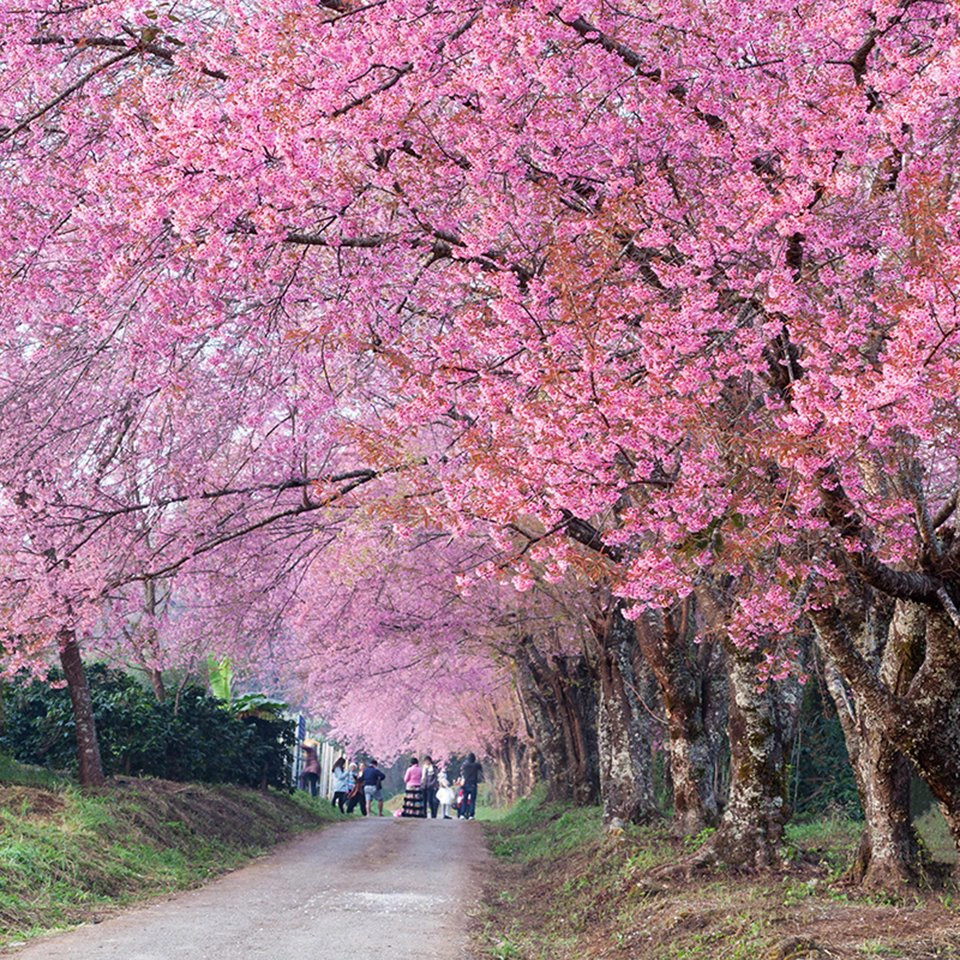 mai-anh-dao-Chiang-Mai-ivivu-5