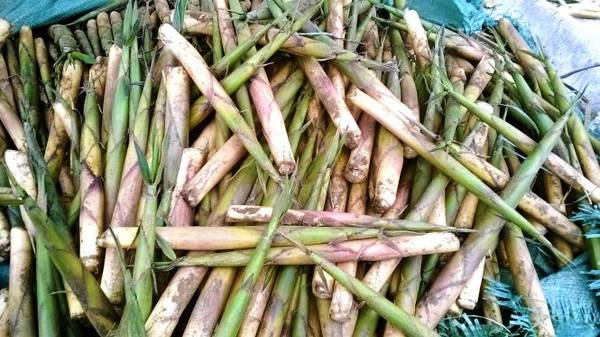 Ngọn măng Sặt ở Tây Bắc tuy nhỏ nhưng ngon và tinh túy - Ảnh: N.T.Lượng Ngọn măng Sặt ở Tây Bắc tuy nhỏ nhưng ngon và tinh túy - Ảnh: N.T.Lượng