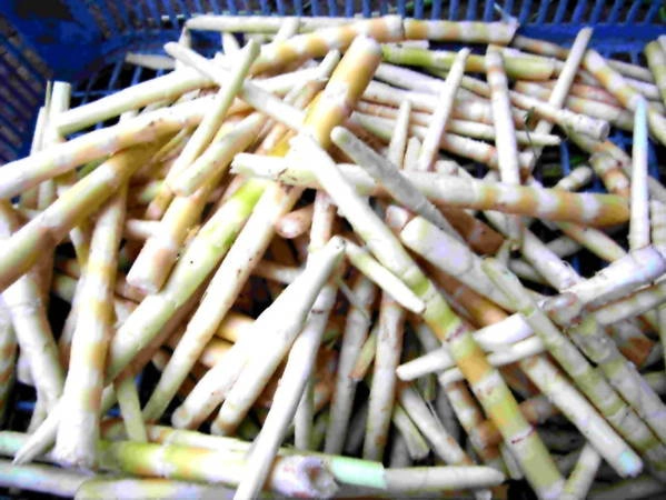 Măng sặt sau khi được bóc vỏ có màu trắng - Ảnh: N.T.Lượng Măng sặt sau khi được bóc vỏ có màu trắng - Ảnh: N.T.Lượng