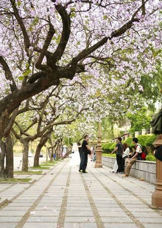 Hà Nội tháng 3 mùa hoa ban, hoa sưa nở ngập trời, thời tiết cũng rất dễ chịu.