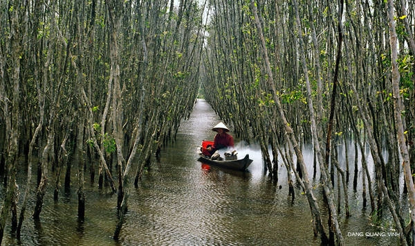 Rừng U Minh Hạ. Ảnh: Dang Quang Vinh