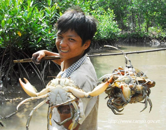 Đặc sản cua Cà Mau. Ảnh: ST